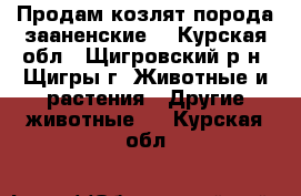  Продам козлят порода зааненские. - Курская обл., Щигровский р-н, Щигры г. Животные и растения » Другие животные   . Курская обл.